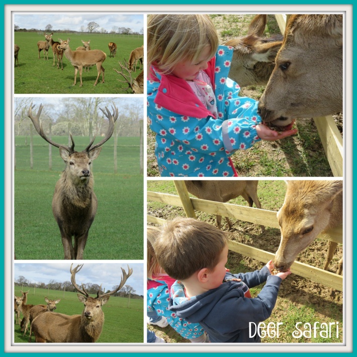 Deer Safari