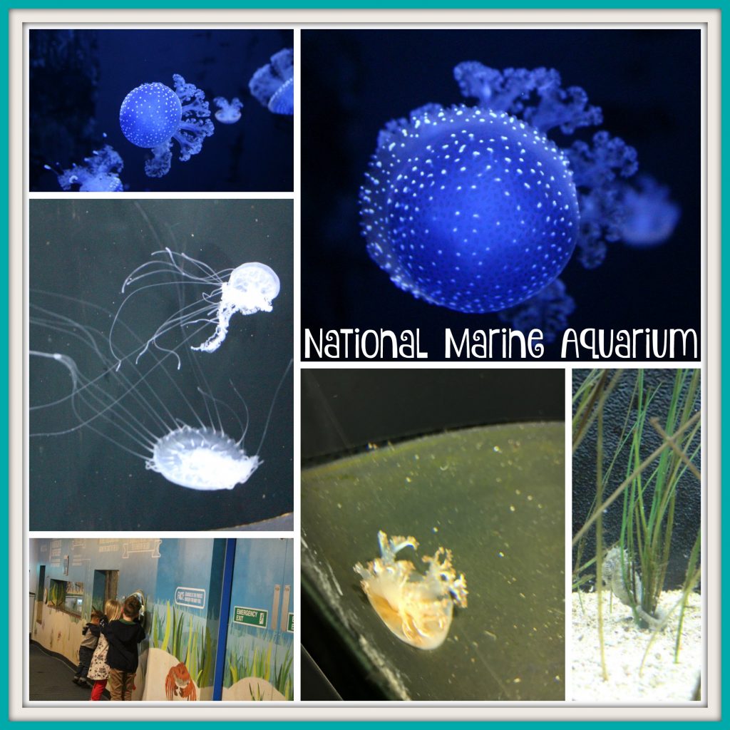 National Marine Aquarium