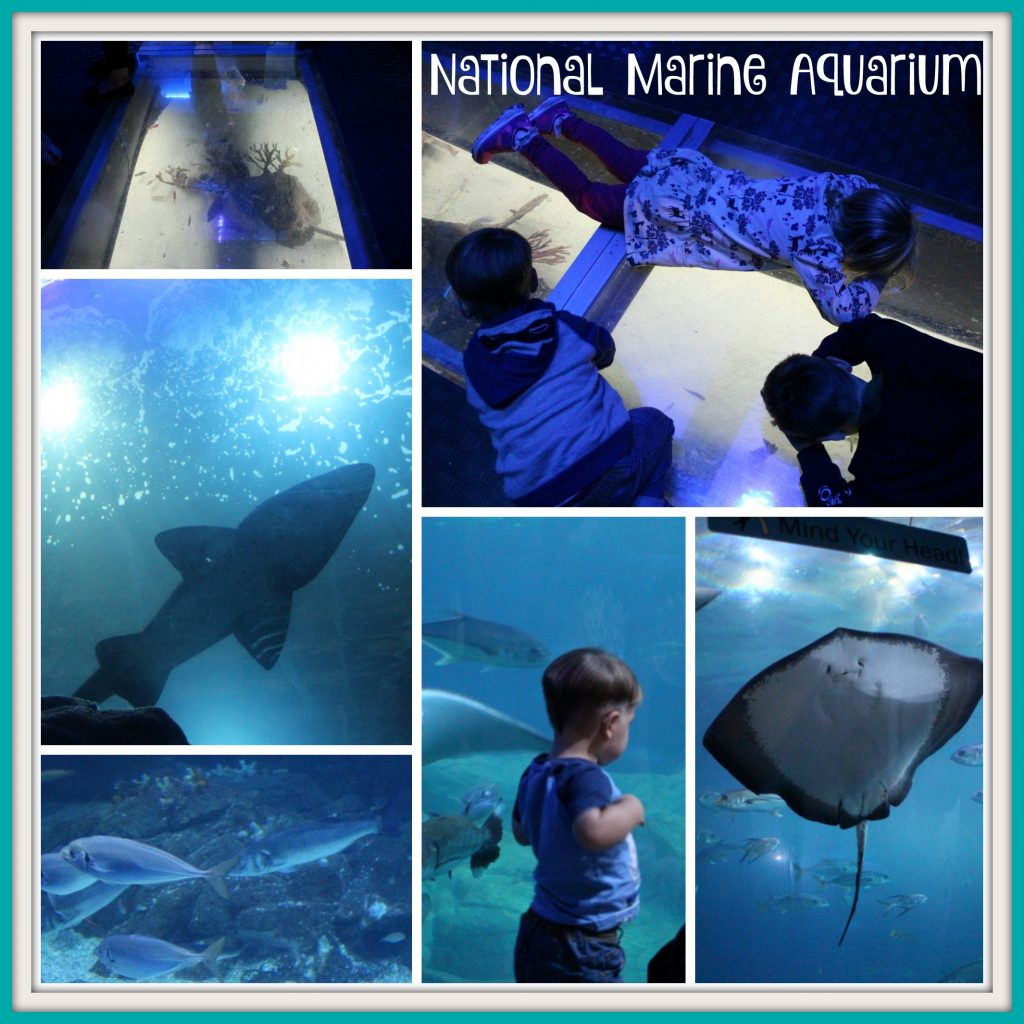 National Marine Aquarium