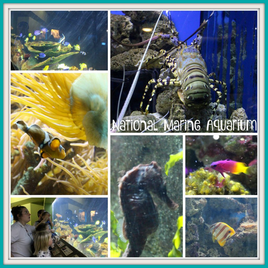 National Marine Aquarium 