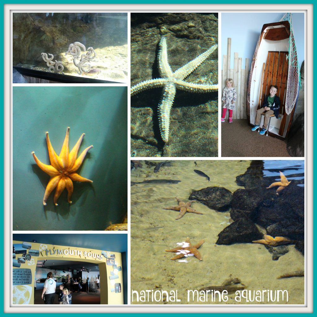 national-marine-aquarium
