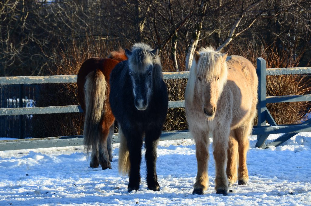 Icelandic Horses