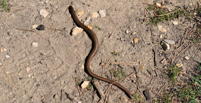 Slow Worm