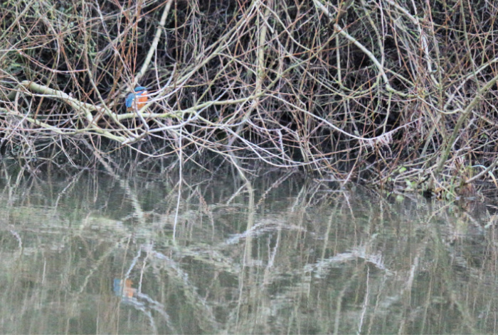 Kingfisher