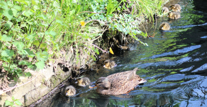 ducklings