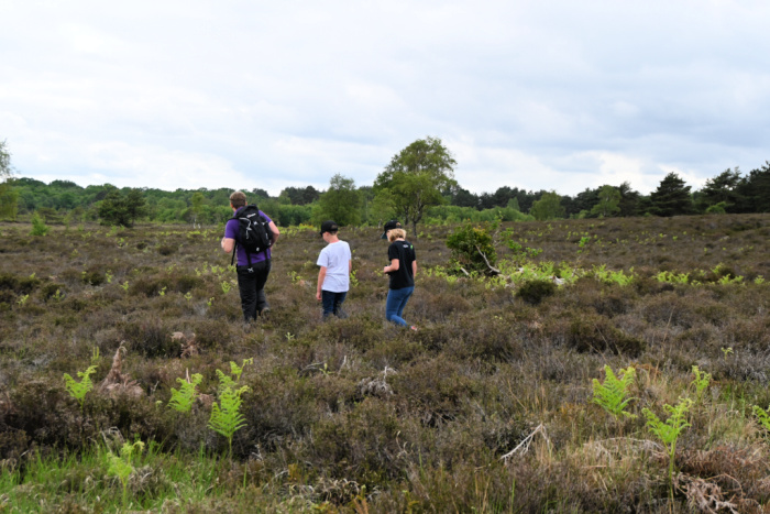 Snakes in the Heather