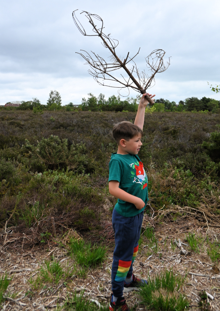 Heathland