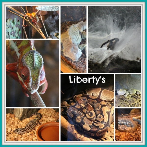 Liberty's Owl and Reptile Centre