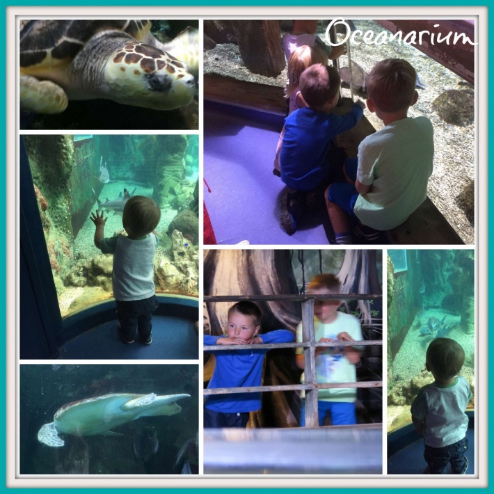 Bournemouth Oceanarium and the new Penguin Beach Encounter