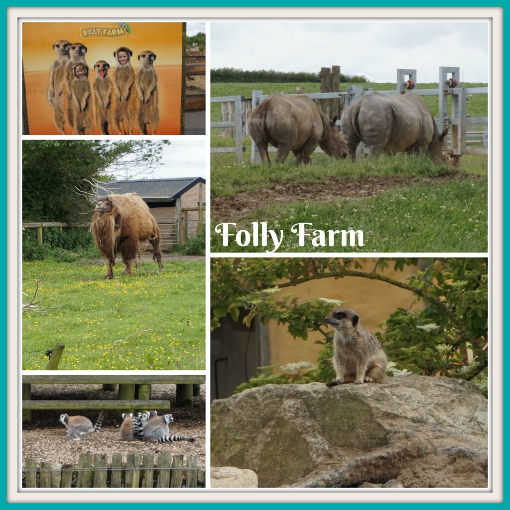Folly Farm Animals