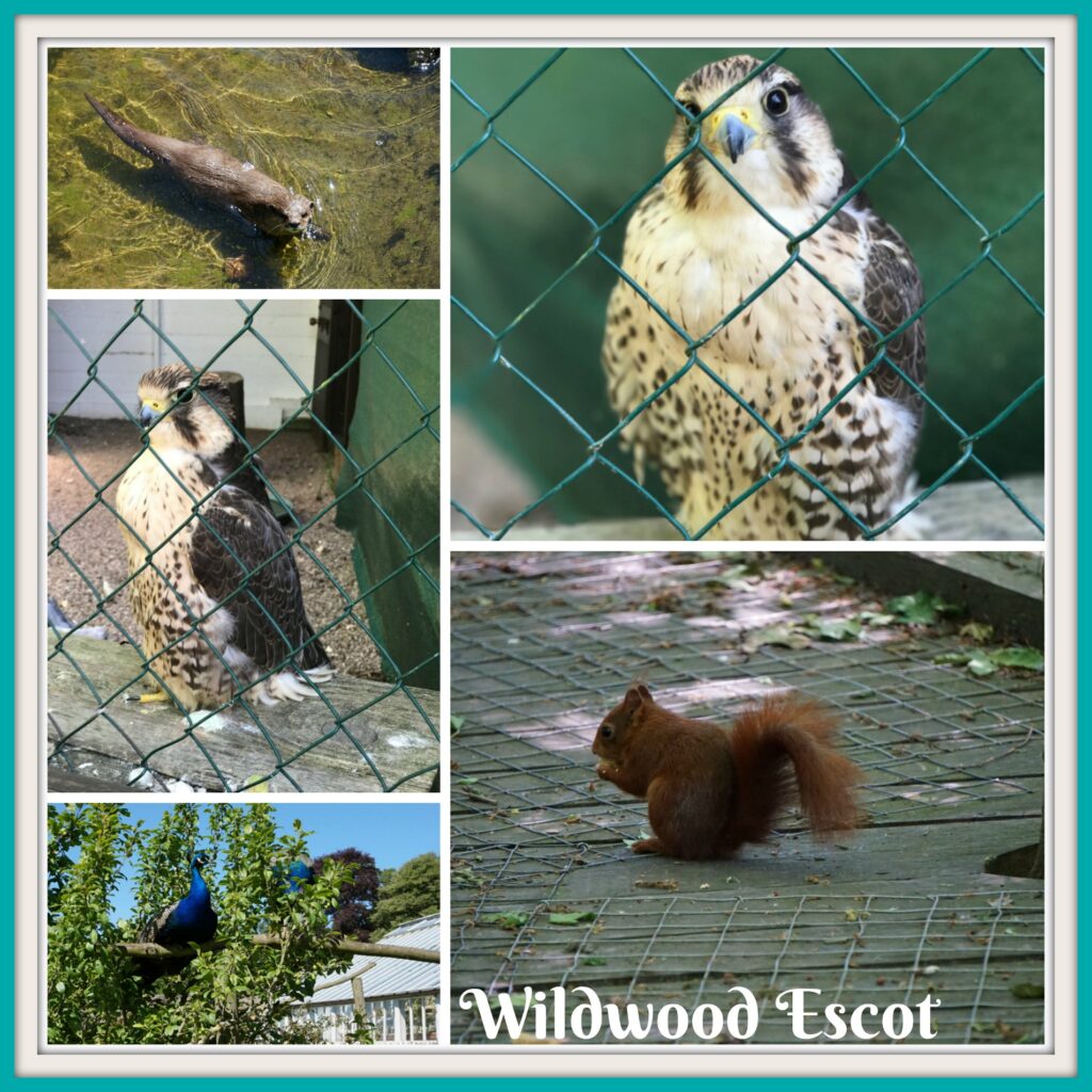 Wildwood Escot