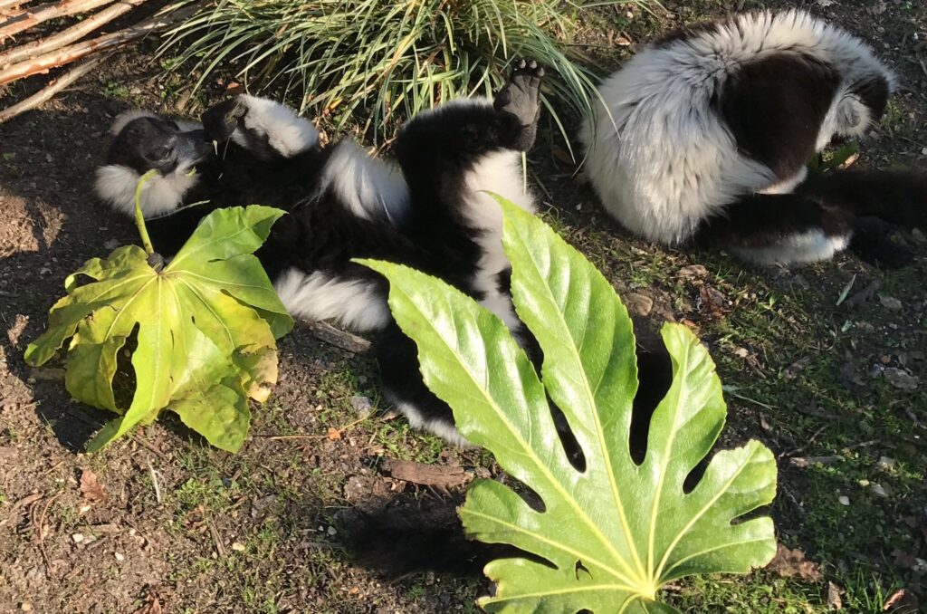 Lemur Loop Marwell