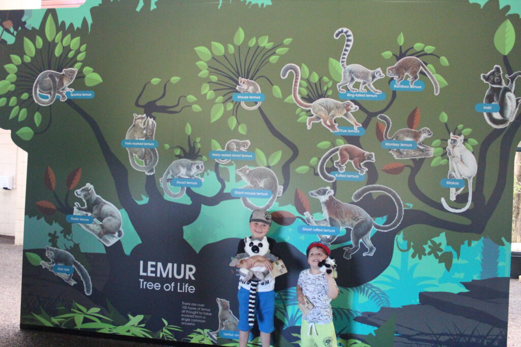 Lemur Loop Marwell