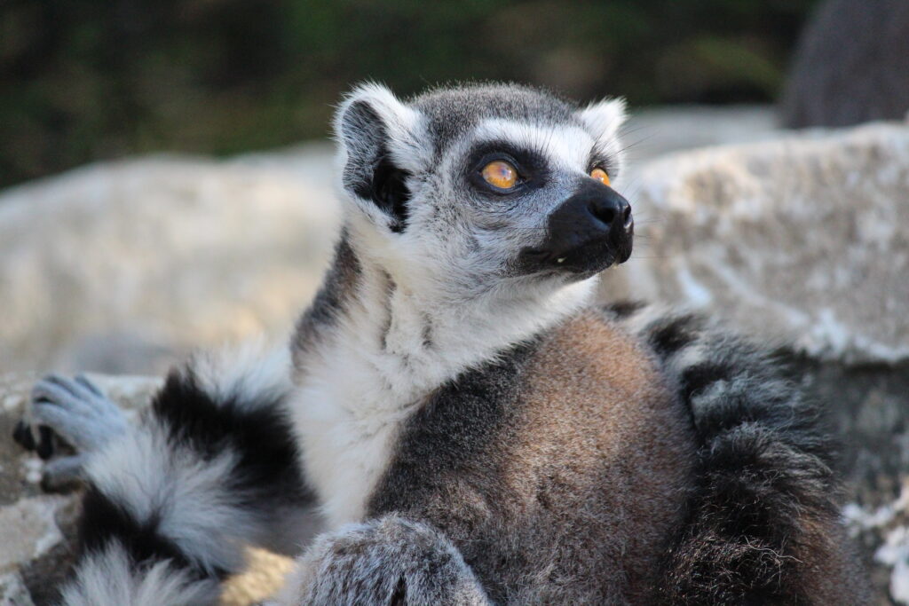 Lemur Loop Marwell