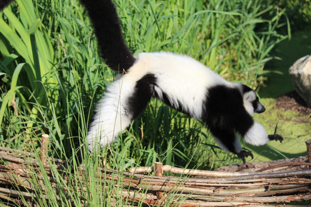 Lemur Loop Marwell