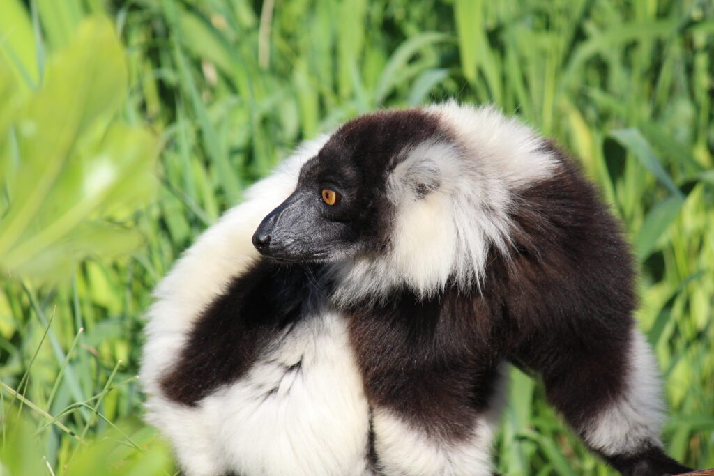 Lemur Loop Marwell