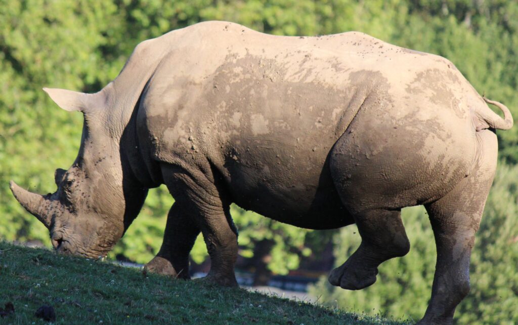 Marwell Zoo