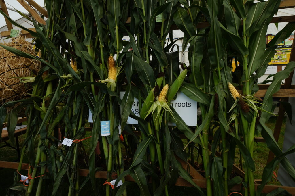 Dorset County Show