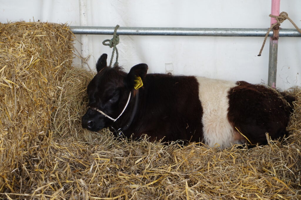 Dorset County Show