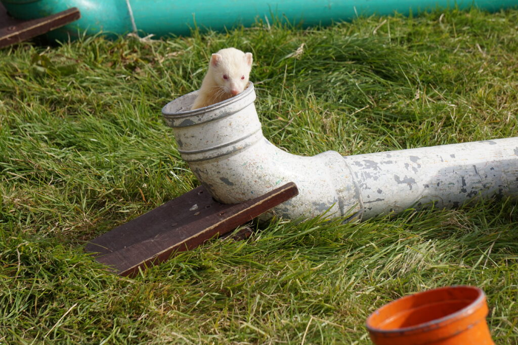 Dorset County Show