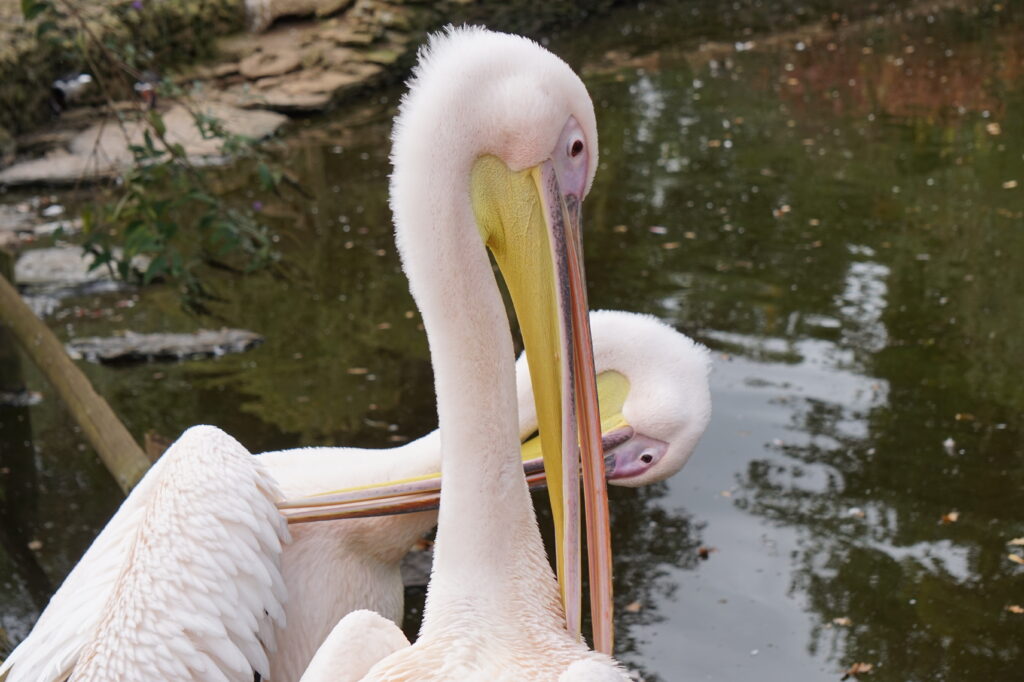 Cotswold Wildlife Park