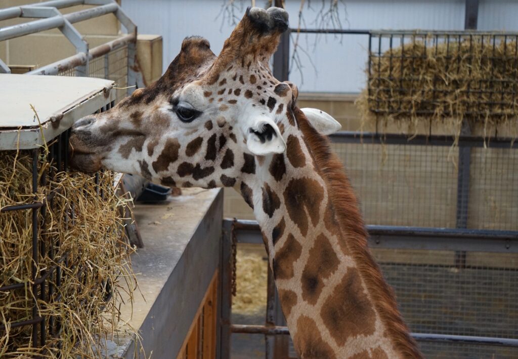 Cotswold Wildlife Park