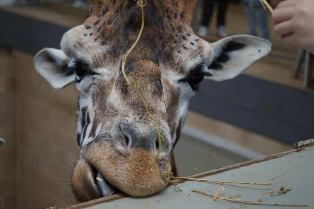 Cotwolds Wildlife Park