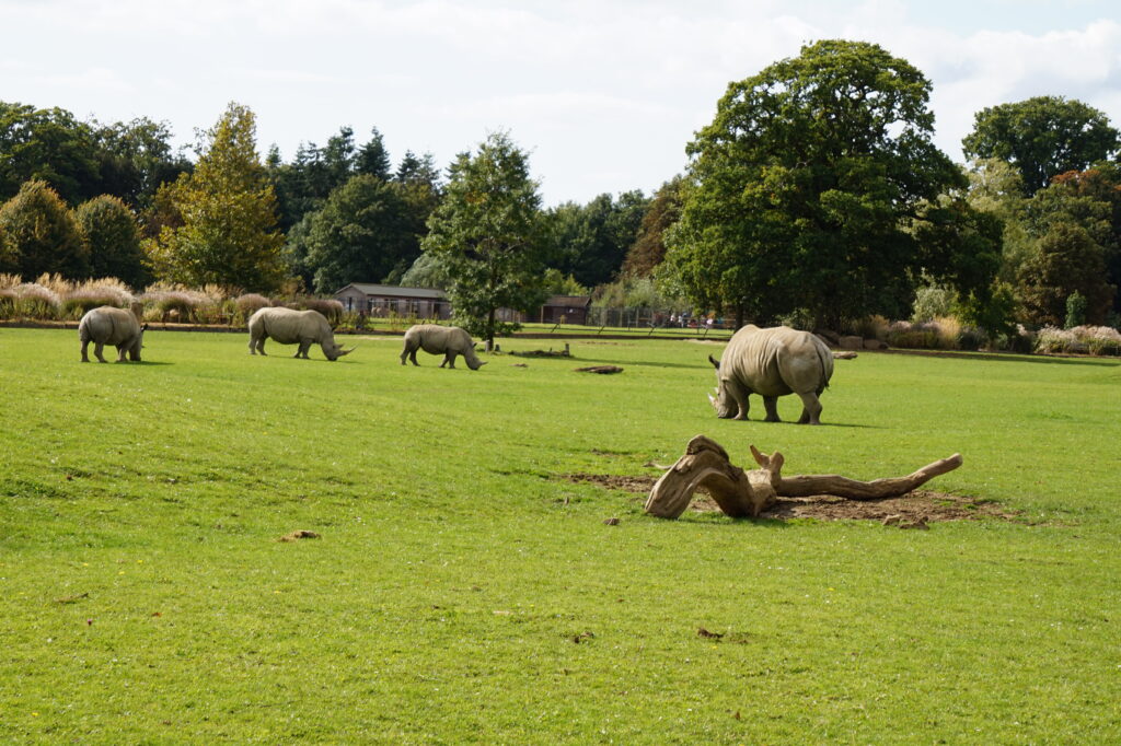 Cotswold Wildlife Park