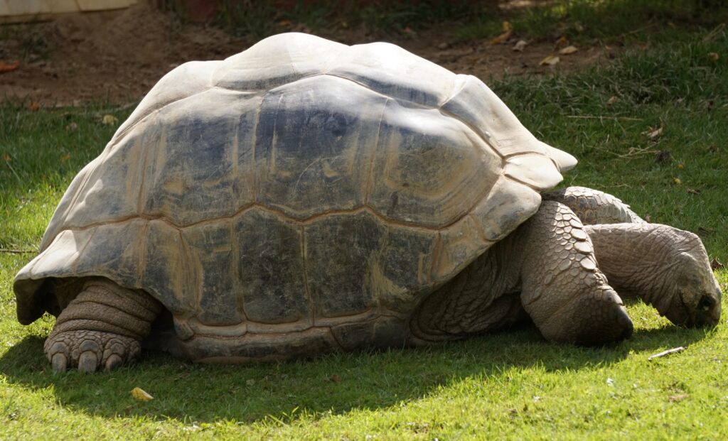 Cotswold Wildlife Park