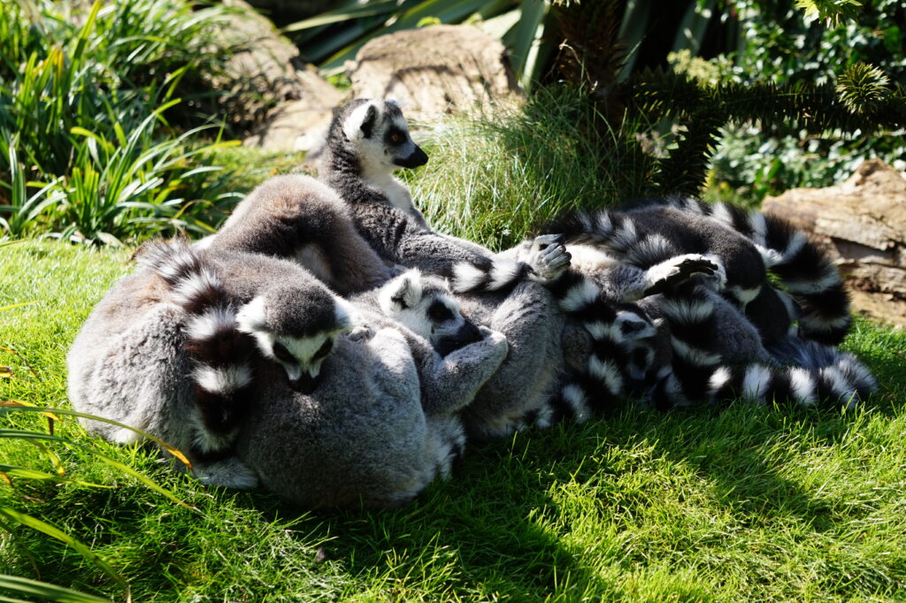 Cotswold Wildlife Park