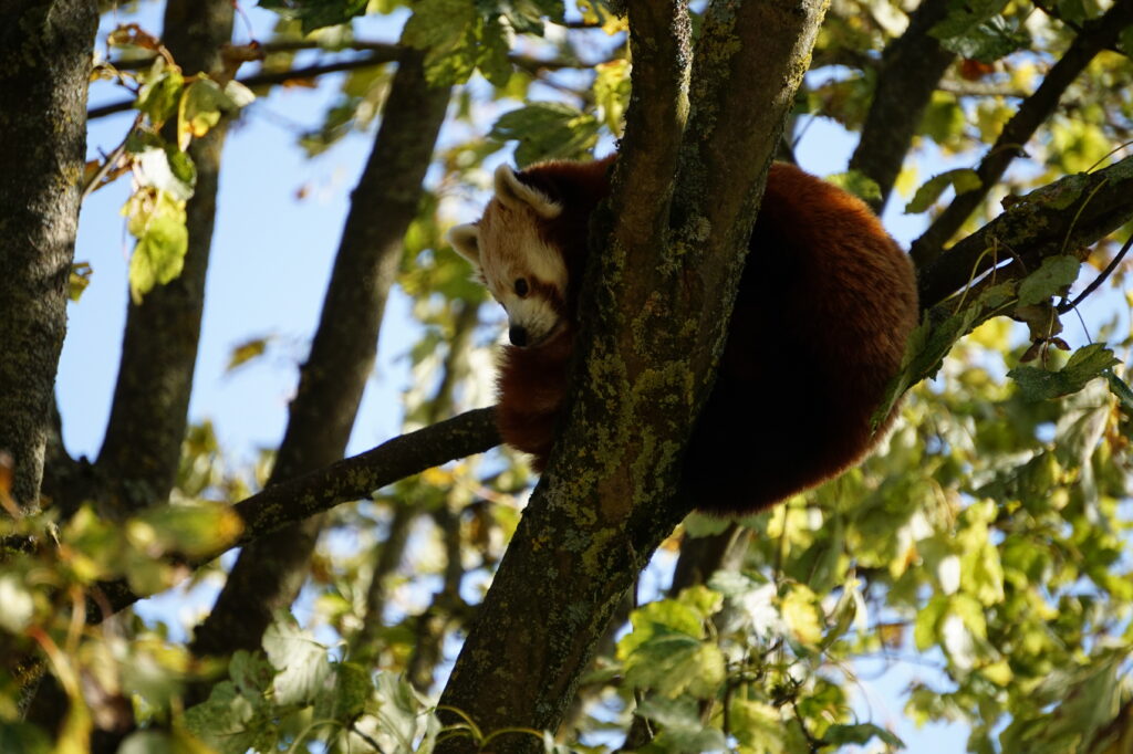 Cotswold Wildlife Park