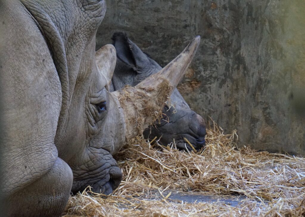 Cotswold Wildlife Park