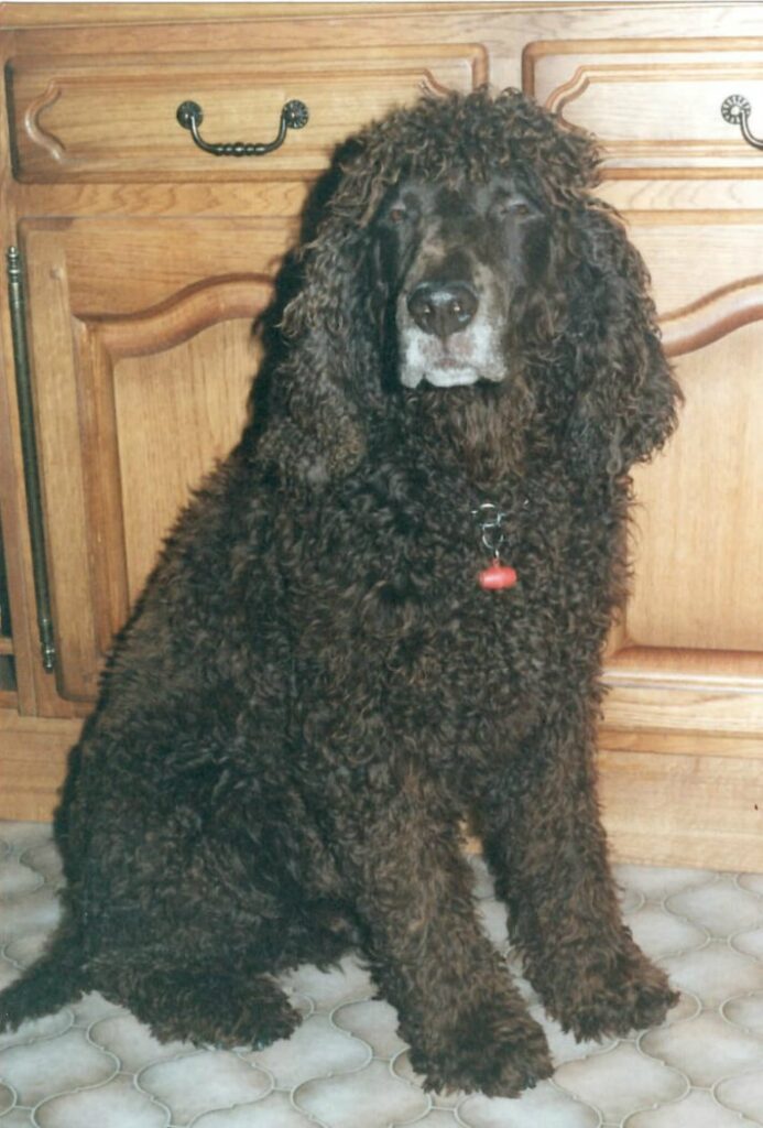 Bonzo Irish Water Spaniel