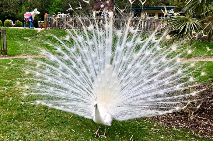 Albino Peacock