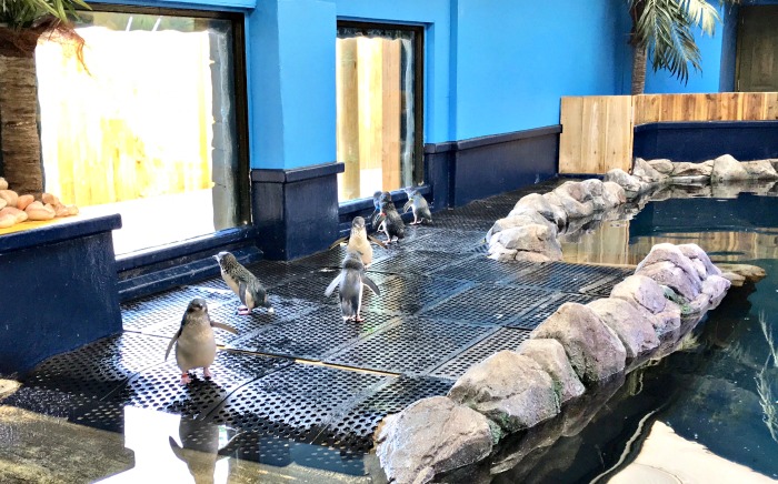 Fairy Penguin Enclosure