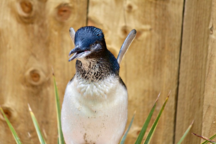 Fairy Penguin Weymouth