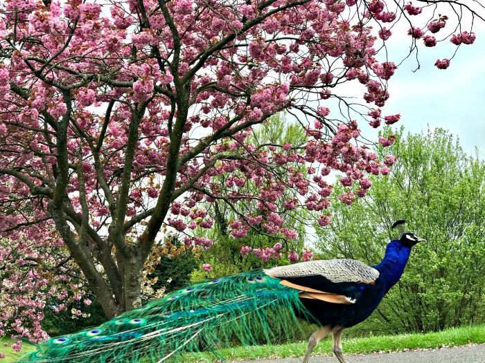 Peacock Blossom