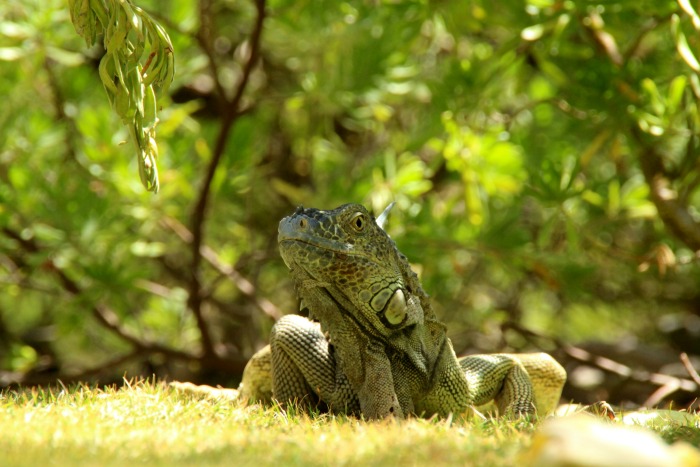 Iguana