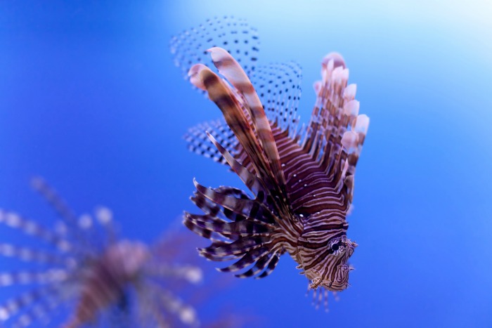 Lion Fish