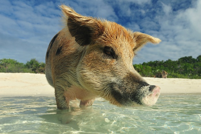 Paddling Pig