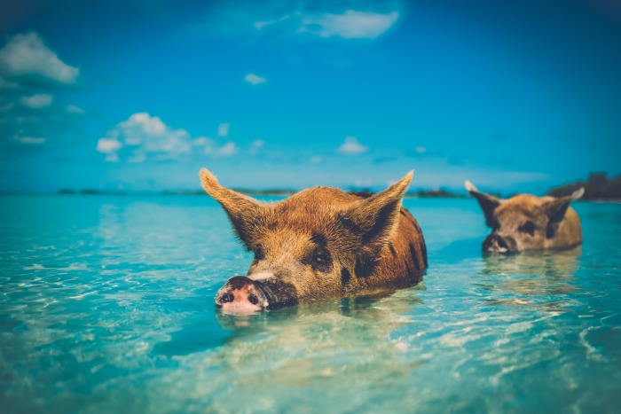 Swimming with Pigs