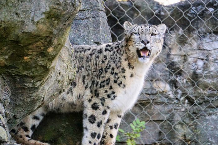 Snow Leopard