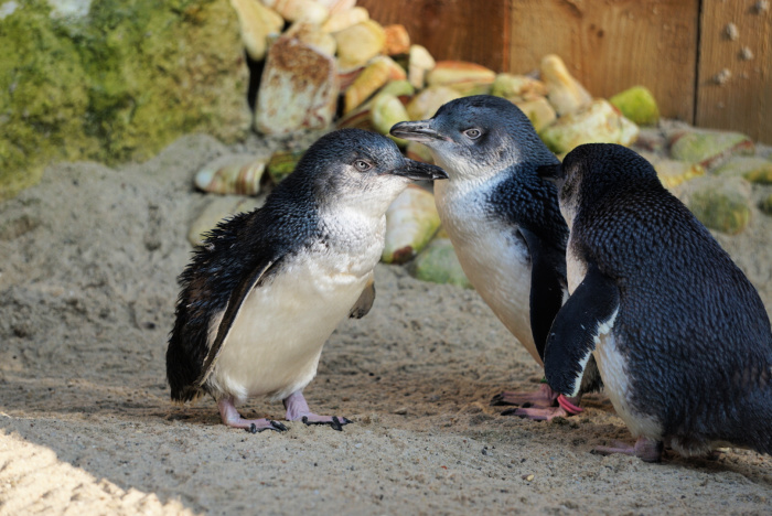 Fairy Penguins