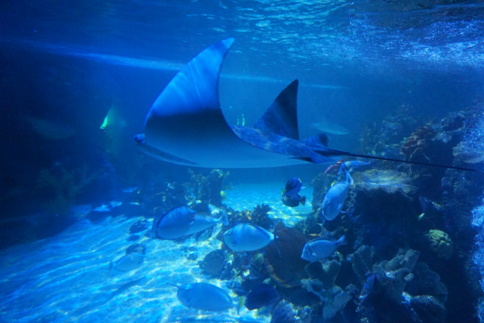 Jawsome Sharks at Weymouth SEA LIFE Centre - chelseamamma.co.uk