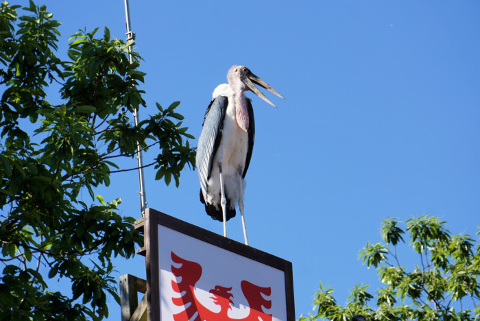 Puy Du Fou