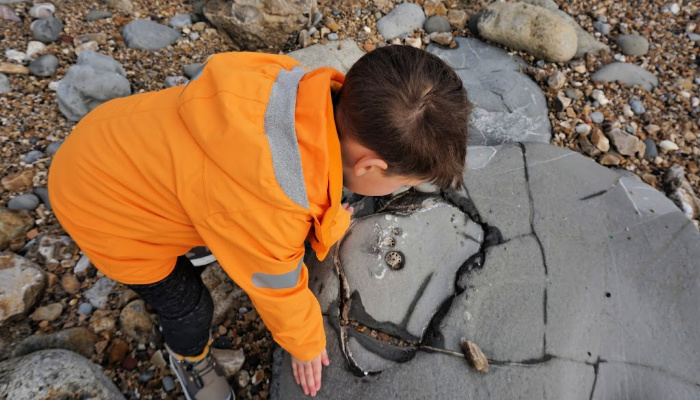 Sebby Ammonite