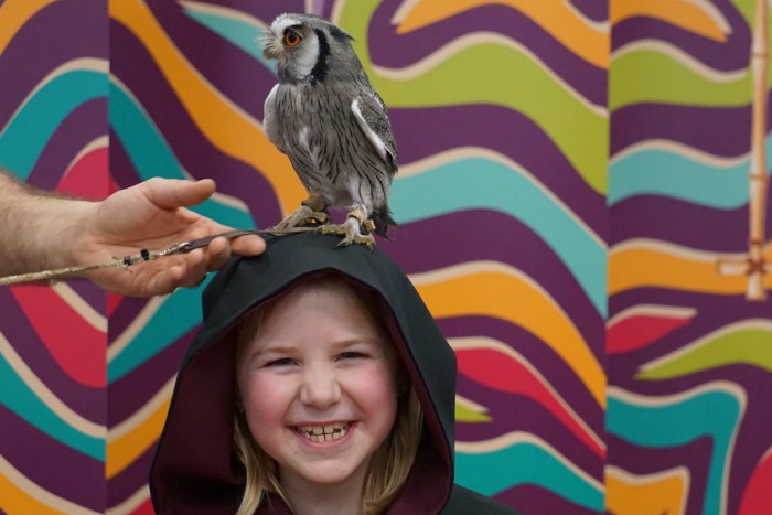 Eliza Scops Owl