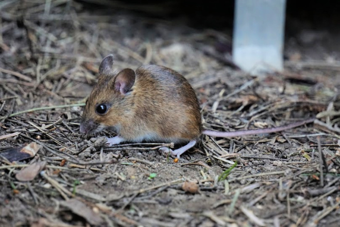 Field Mouse