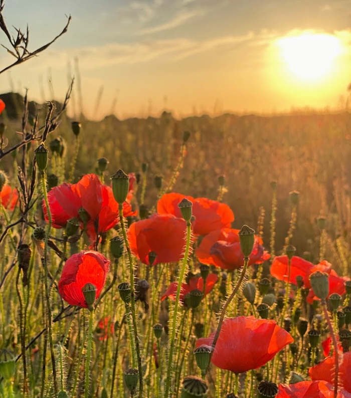 Poppies at sunset