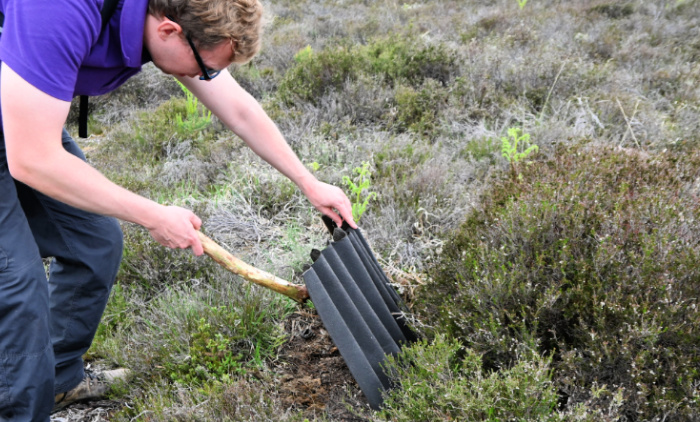 Snakes in the Heather